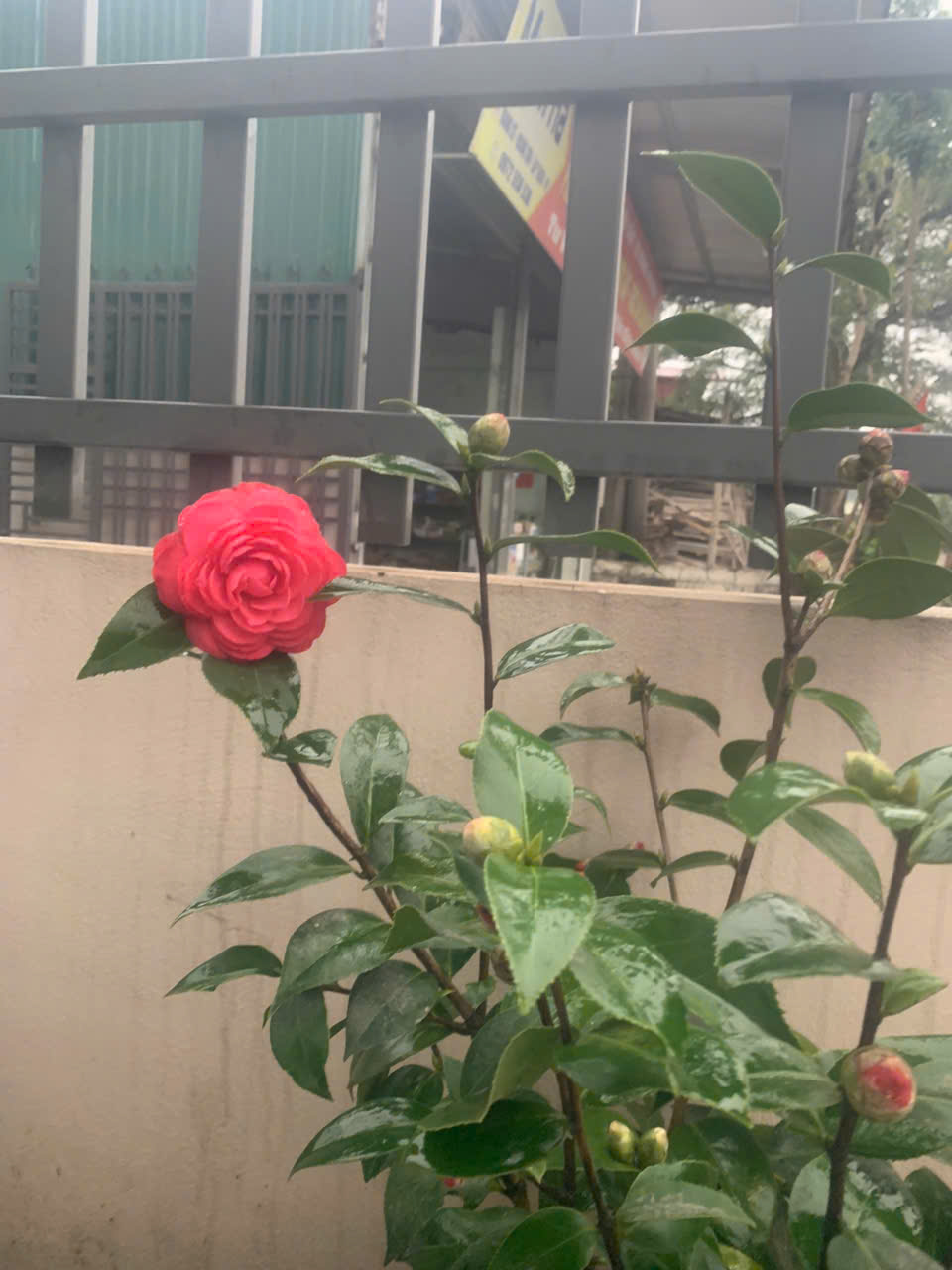 Thập nhị địa chi chia âm và dương